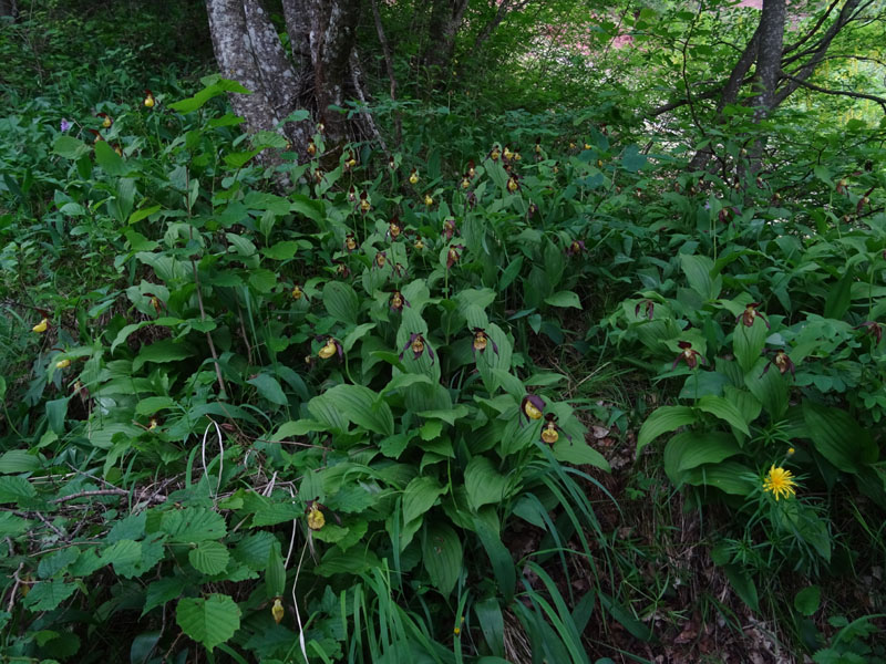 Convallaria majalis - Veratrum album e Cypripedium calceolus